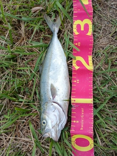 ツバスの釣果
