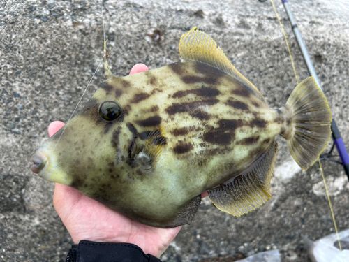 木負堤防