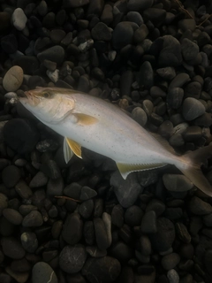 ショゴの釣果