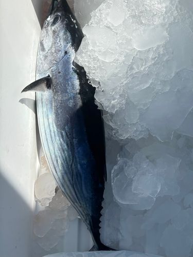 カツオの釣果