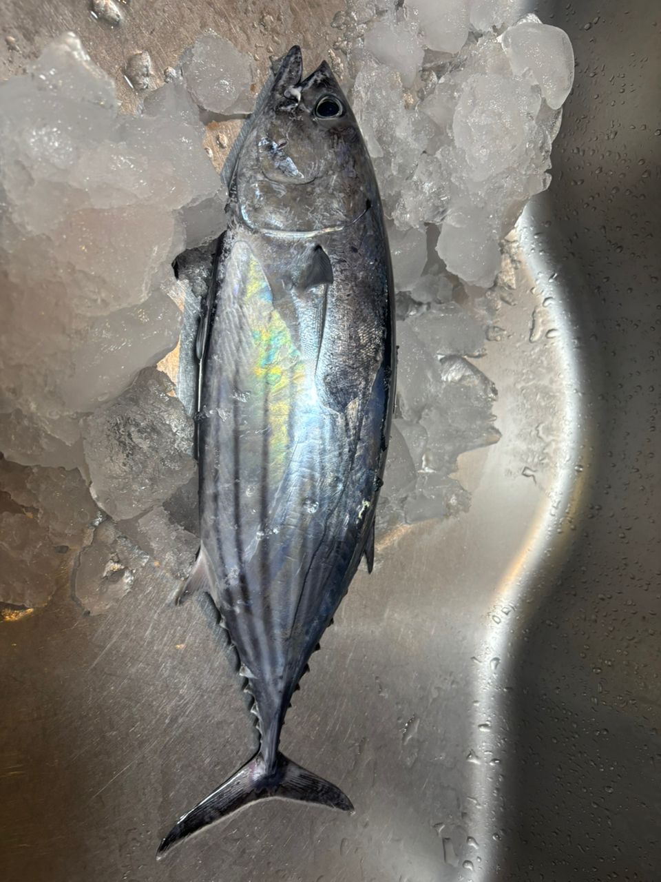 CFC SHUさんの釣果 2枚目の画像