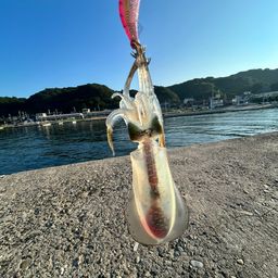 アオリイカ
