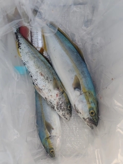 ワカシの釣果
