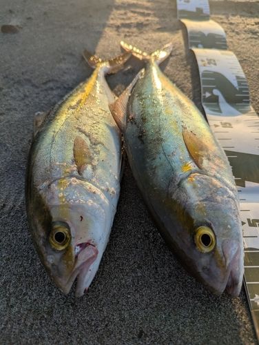 大倉戸海岸