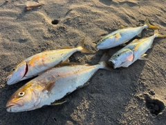 ショゴの釣果