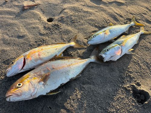 ショゴの釣果