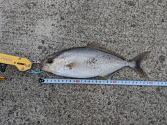 ショゴの釣果