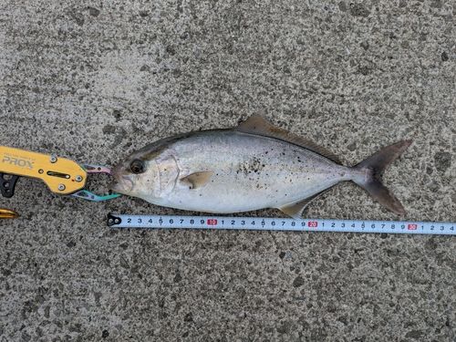 ショゴの釣果