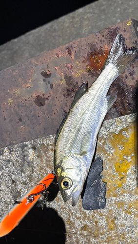 衣浦湾
