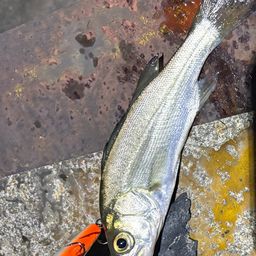 セイゴ（マルスズキ）