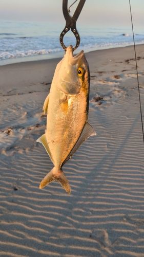 ショゴの釣果