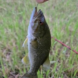 スモールマウスバス