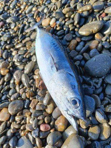 ソウダガツオの釣果