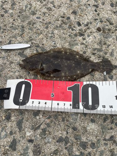 カマスの釣果
