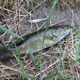 スモールマウスバス