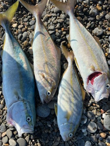 ショゴの釣果