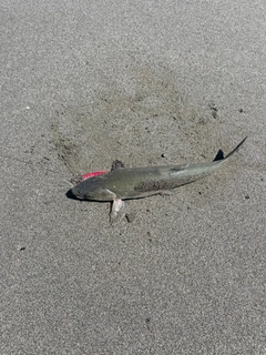ウグイの釣果