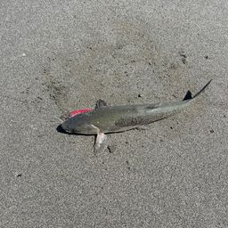 ウグイ