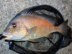 コロダイの釣果