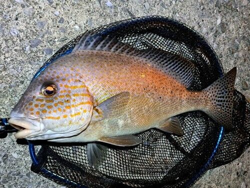 コロダイの釣果