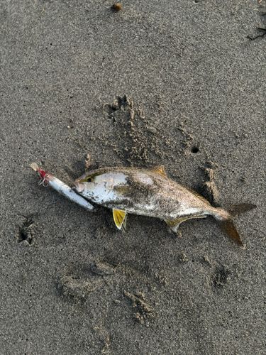 ショゴの釣果