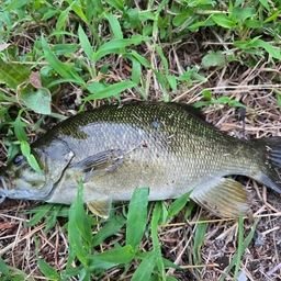 スモールマウスバス