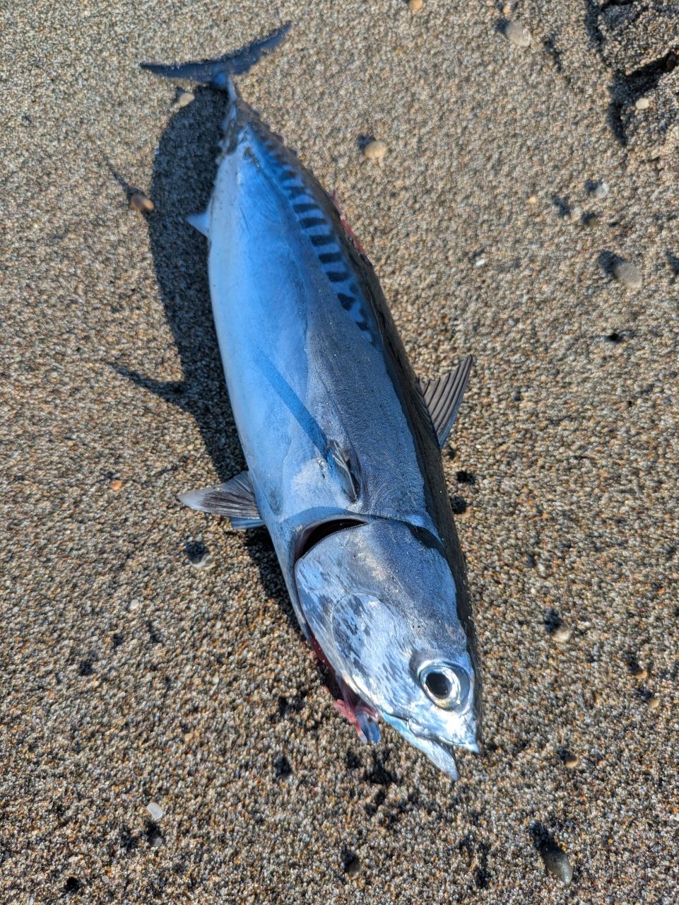 カツオ
