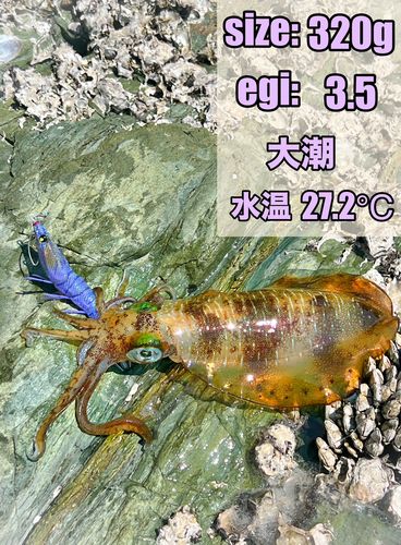 田ノ浦漁港