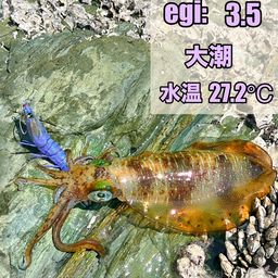 イカ