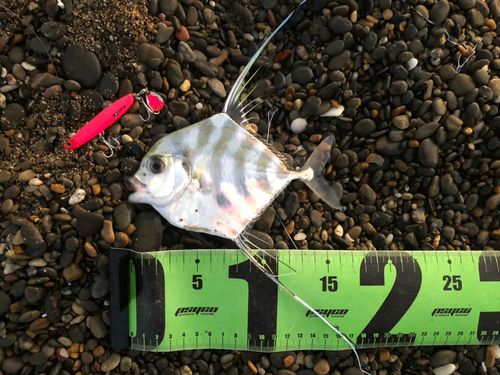 イトヒキアジの釣果