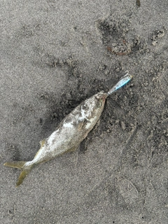 ワカシの釣果