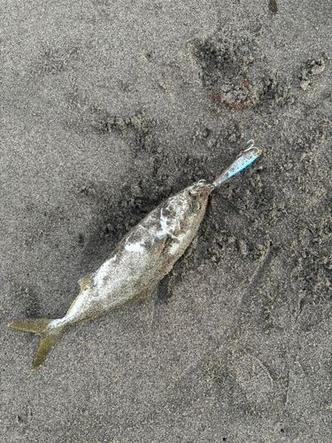 ワカシの釣果