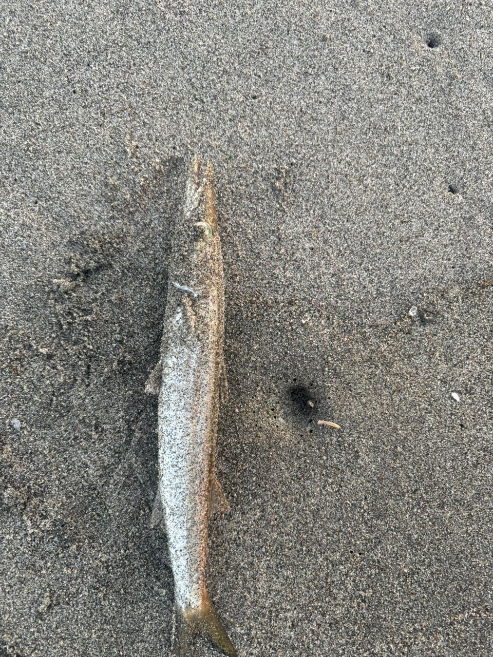 カマス