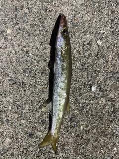 カマスの釣果