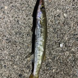カマス