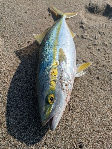 ハマチの釣果