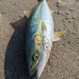 ハマチ