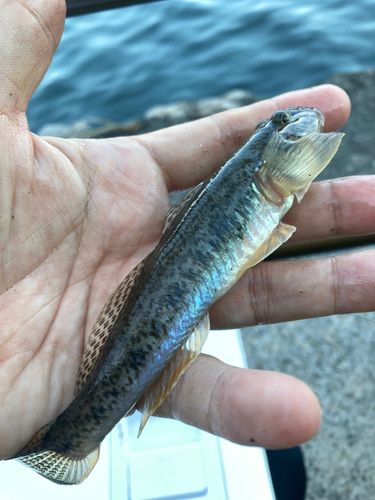 マハゼの釣果