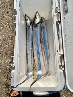 タチウオの釣果