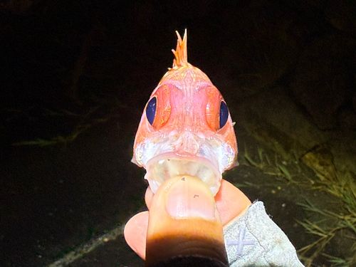 アヤメエビスの釣果