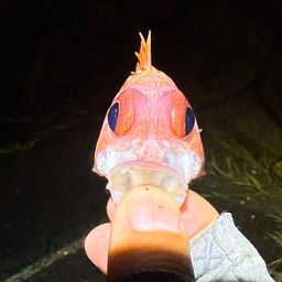 アヤメエビス