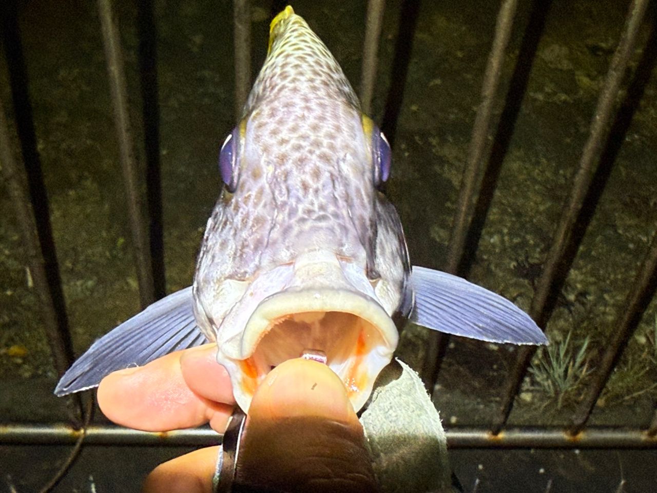 ヒレグロコロダイ