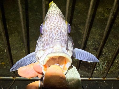 ヒレグロコロダイの釣果