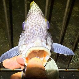 ヒレグロコロダイ