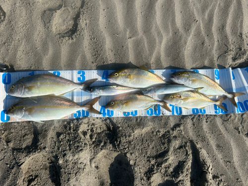 ショゴの釣果