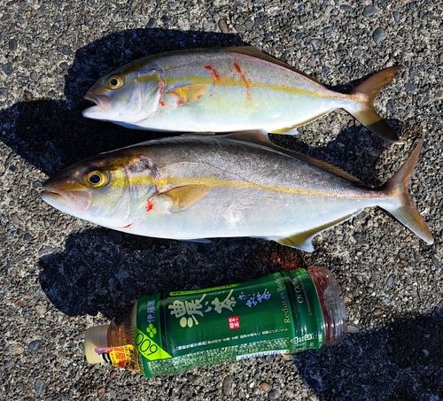 カンパチの釣果