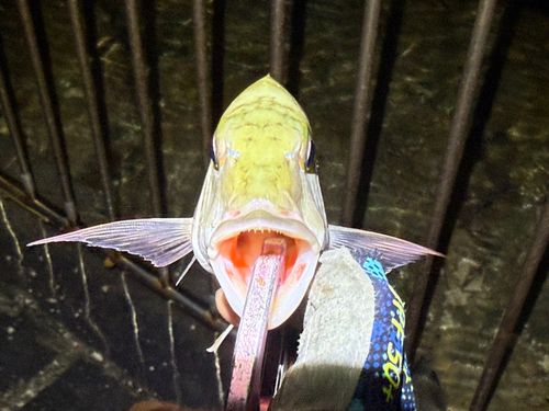マトフエフキの釣果