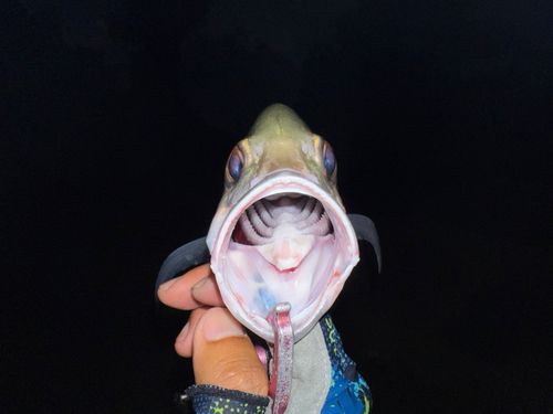 ギンガメアジの釣果