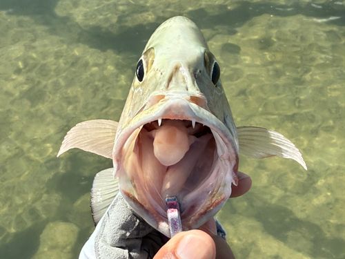 ゴマフエダイの釣果