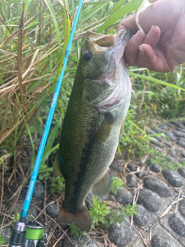 ラージマウスバスの釣果